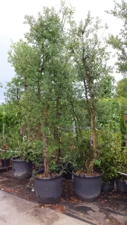 Kurkeik Meerstammig (Quercus Suber) 31 Kurkeik Meerstammig (Quercus Suber) -Tuinplanten Winkel 20190712 151928