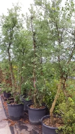 Kurkeik Meerstammig (Quercus Suber) 32 Kurkeik Meerstammig (Quercus Suber) -Tuinplanten Winkel 20190712 151939