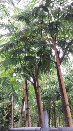 Perzische Slaapboom (Albizia Julibrissin) -Tuinplanten Winkel 20190712 160716