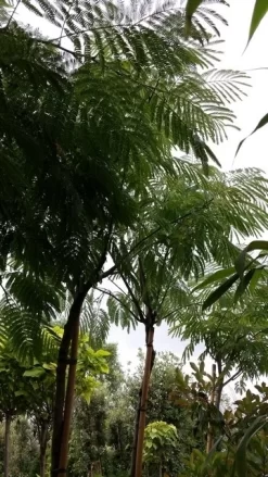 Perzische Slaapboom (Albizia Julibrissin) -Tuinplanten Winkel 20190712 160730