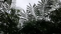 Perzische Slaapboom (Albizia Julibrissin) -Tuinplanten Winkel 20190712 160753