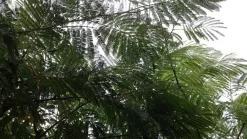 Perzische Slaapboom (Albizia Julibrissin) -Tuinplanten Winkel 20190712 160804