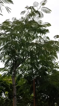 Perzische Slaapboom (Albizia Julibrissin) -Tuinplanten Winkel 20190712 160848