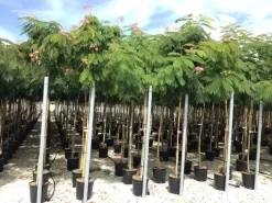 Perzische Slaapboom (Albizia Julibrissin) -Tuinplanten Winkel 20190817145629468634