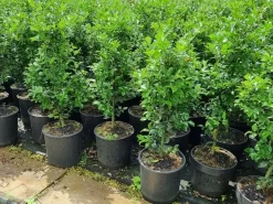 Hulst (Ilex Meserveae 'Heckenfee') 9 Hulst (Ilex Meserveae 'Heckenfee') -Tuinplanten Winkel 20210614 113313 1