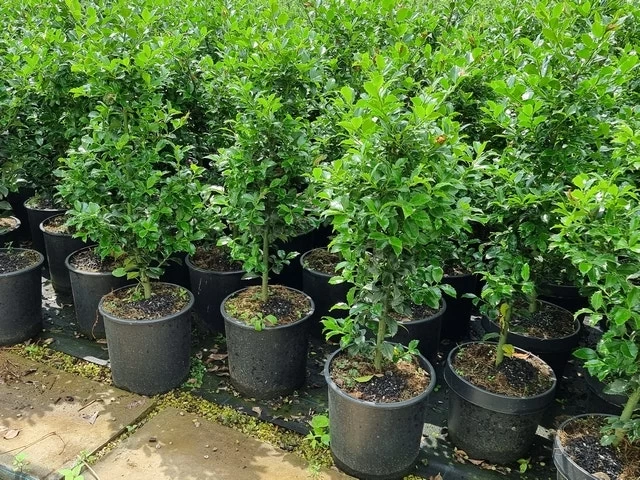 Hulst (Ilex Meserveae 'Heckenfee') 5 Hulst (Ilex Meserveae 'Heckenfee') - Afbeelding 5