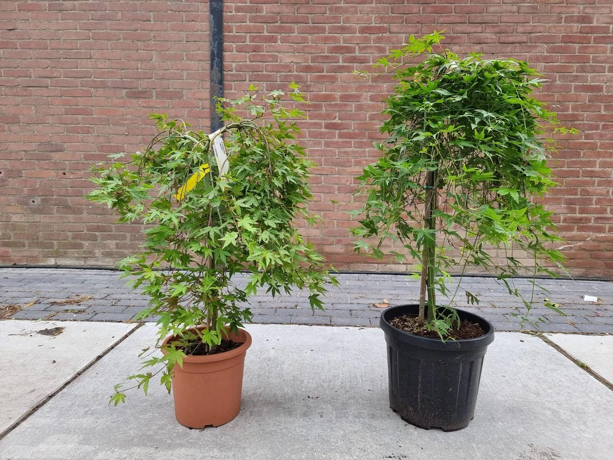 Japanse Esdoorn Op Stam (Acer Palmatum 'Ryusen') 1 Japanse Esdoorn Op Stam (Acer Palmatum 'Ryusen')