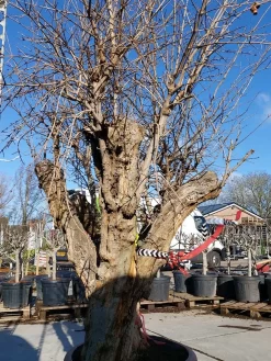 Granaatappel Als Solitair (Punica Granatum) 14 Granaatappel Als Solitair (Punica Granatum) -Tuinplanten Winkel 20220217 110658