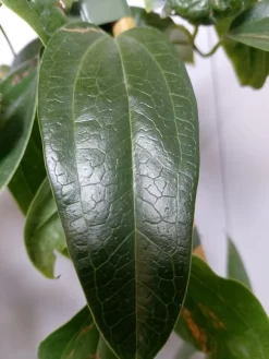 Groenblijvende Clematis (Clematis Armandii 'Hendersonii Rubra') -Tuinplanten Winkel 20220613 162250