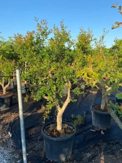 Granaatappel Als Solitair (Punica Granatum) -Tuinplanten Winkel 21d7902e cbee 47db 8e50 e9ce1bdec5bf 1 1