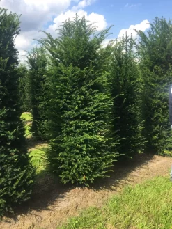 Grote Venijnboom (Taxus Baccata) -Tuinplanten Winkel 250300x 100 125 1
