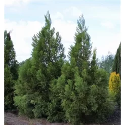 Sikkelden (Cryptomeria Japonica 'Kitayama')