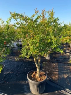 Granaatappel Als Solitair (Punica Granatum) -Tuinplanten Winkel 2abb39e3 174c 4ec1 a229 9f8a81d17e96 1
