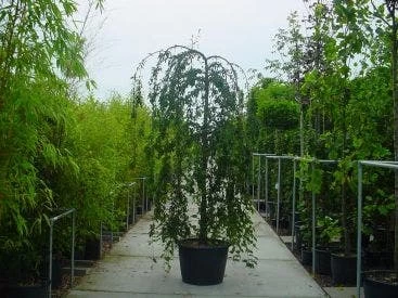 Japanse Treursierkers (Prunus 'Snow Fountain') 2 Japanse Treursierkers (Prunus 'Snow Fountain') - Afbeelding 2