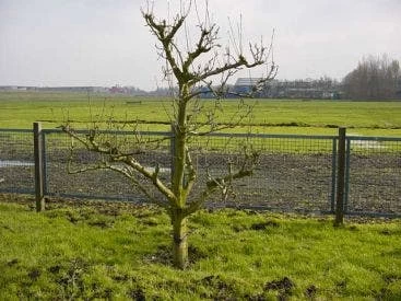 Wilde Perenboom (Pyrus Communis) 1 Wilde Perenboom (Pyrus Communis)