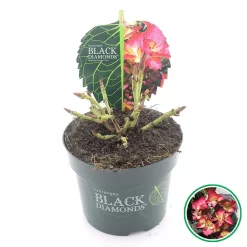 Hortensia (Hydrangea Black Diamonds Dark Angel) -Tuinplanten Winkel 3 4 1