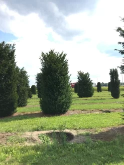 Grote Venijnboom (Taxus Baccata) -Tuinplanten Winkel 400450x 150 200 1