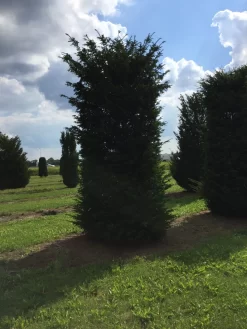 Grote Venijnboom (Taxus Baccata) -Tuinplanten Winkel 450500 x 150 200 1
