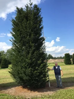 Grote Venijnboom (Taxus Baccata) -Tuinplanten Winkel 550600 x 175 200 1 1