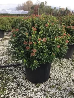 Sneeuwbal Als Bolvorm (Viburnum Tinus 'Eve Price') -Tuinplanten Winkel 6070