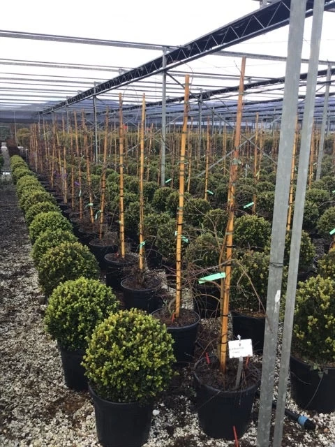 Japanse Esdoorn (Acer Palmatum 'Viridis') 5 Japanse Esdoorn (Acer Palmatum 'Viridis') - Afbeelding 5