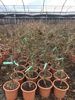 Japanse Esdoorn (Acer Palmatum 'Viridis') 11 Japanse Esdoorn (Acer Palmatum 'Viridis') -Tuinplanten Winkel 8 1