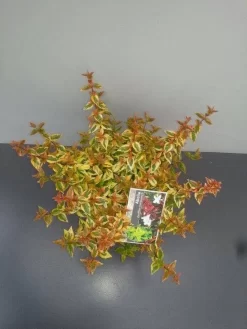 Abelia (Abelia Grandiflora 'Kaleidoscope') 15 Abelia (Abelia Grandiflora 'Kaleidoscope') -Tuinplanten Winkel abelia gr. kaleidoscope