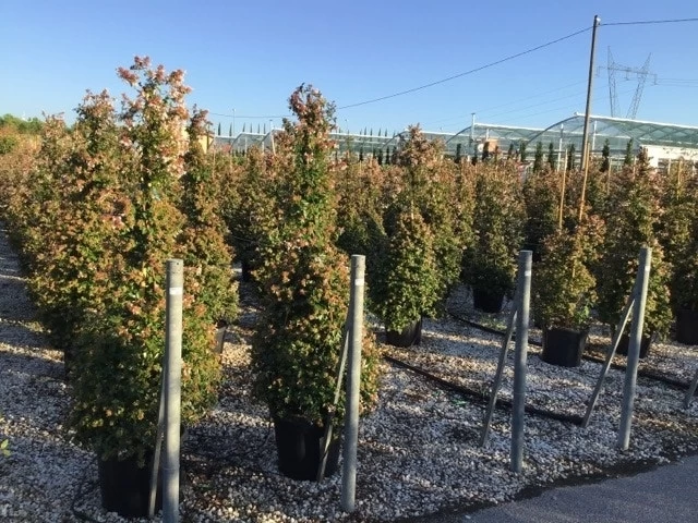 Abelia Als Piramide (Abelia Grandiflora) 1 Abelia Als Piramide (Abelia Grandiflora)