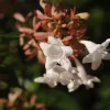 Abelia (Abelia Grandiflora 'Compacta')