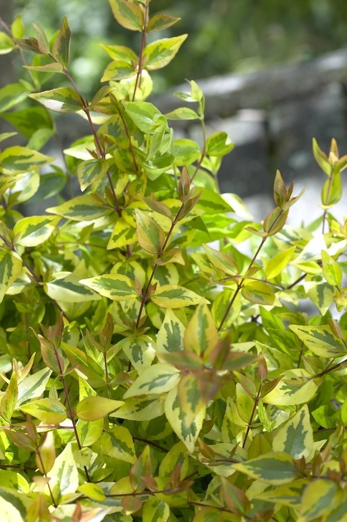 Abelia (Abelia Grandiflora 'Kaleidoscope') 2 Abelia (Abelia Grandiflora 'Kaleidoscope') - Afbeelding 2
