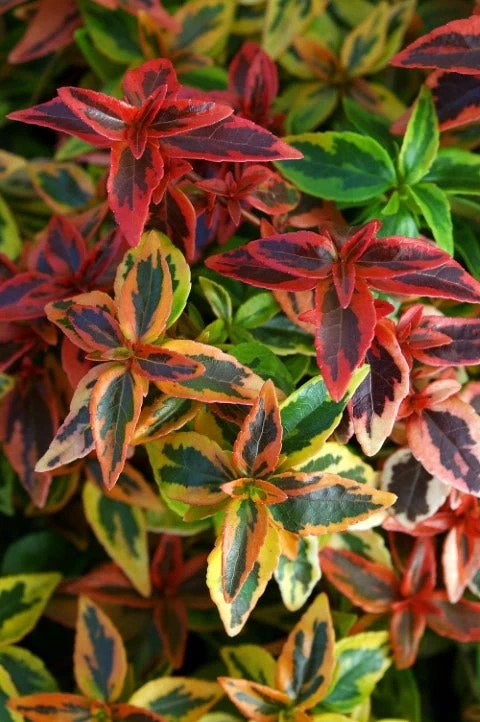 Abelia (Abelia Grandiflora 'Kaleidoscope') 3 Abelia (Abelia Grandiflora 'Kaleidoscope') - Afbeelding 3