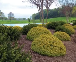 Abelia (Abelia Grandiflora 'Kaleidoscope') 12 Abelia (Abelia Grandiflora 'Kaleidoscope') -Tuinplanten Winkel abgkale abelia kaleidoscope garden 2