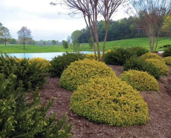 Abelia (Abelia Grandiflora 'Kaleidoscope') 4 Abelia (Abelia Grandiflora 'Kaleidoscope') - Afbeelding 4