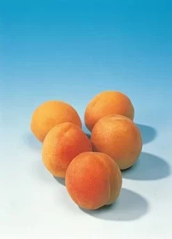 Abrikozenboom (Prunus Armeniaca) -Tuinplanten Winkel abrikoos