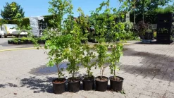 Veldesdoorn Als Haag (Acer Campestre) -Tuinplanten Winkel acer campestre haag 1