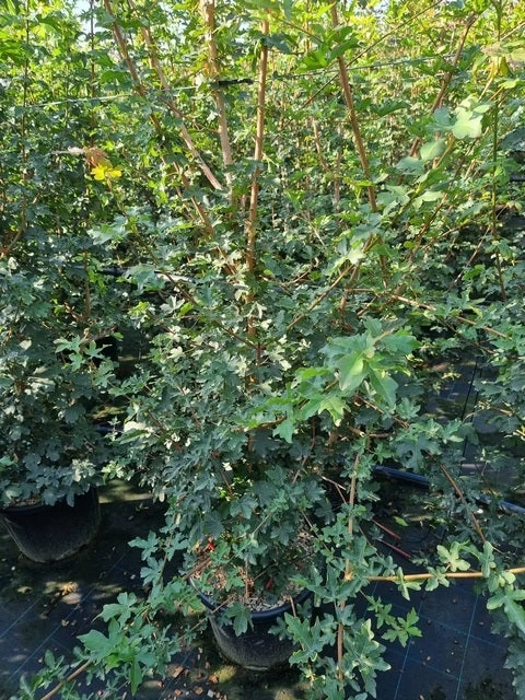 Meerstammige Veldesdoorn (Acer Campestre) 1 Meerstammige Veldesdoorn (Acer Campestre)