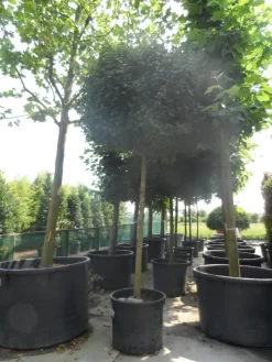 Esdoorn (Acer Campestre 'Elsrijk') -Tuinplanten Winkel acer campestre nanum 20 25ho c200 1