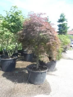 Japanse Esdoorn (Acer Palmatum 'Garnet') -Tuinplanten Winkel acer garnet 120 130stam extra