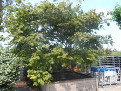 Japanse Esdoorn (Acer Japonicum 'Aconitifolium') -Tuinplanten Winkel acer japonicum aconitifolium solitair