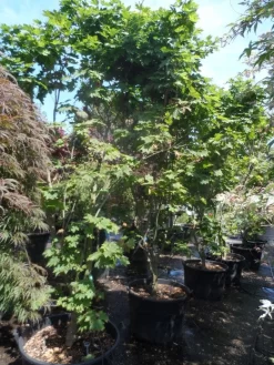 Japanse Esdoorn (Acer Japonicum 'Vitifolium') 12 Japanse Esdoorn (Acer Japonicum 'Vitifolium') -Tuinplanten Winkel acer japonicum vitifolium 250 300 c130