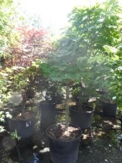 Japanse Esdoorn (Acer Japonicum 'Vitifolium') 11 Japanse Esdoorn (Acer Japonicum 'Vitifolium') -Tuinplanten Winkel acer japonicum vitifolium halfstam c130