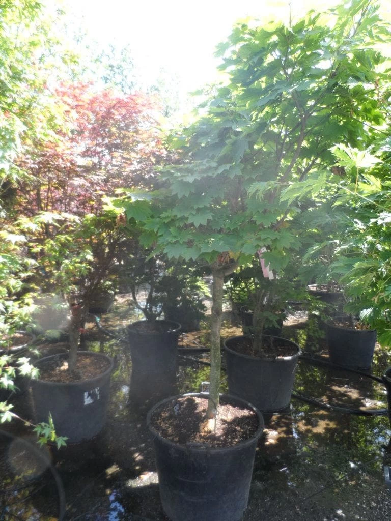 Japanse Esdoorn (Acer Japonicum 'Vitifolium') 5 Japanse Esdoorn (Acer Japonicum 'Vitifolium') - Afbeelding 5