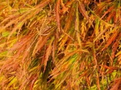 Japanse Esdoorn (Acer Palmatum 'Dissectum') -Tuinplanten Winkel acer p. dissectum achtergrond 2