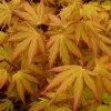 Japanse Esdoorn (Acer Palmatum 'Orange Dream')