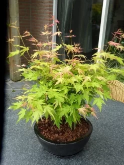 Japanse Esdoorn (Acer Palmatum 'Orange Dream') 18 Japanse Esdoorn (Acer Palmatum 'Orange Dream') -Tuinplanten Winkel acer p. orange dream 2