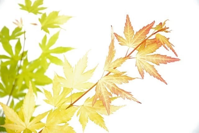 Japanse Esdoorn (Acer Palmatum 'Orange Dream') 2 Japanse Esdoorn (Acer Palmatum 'Orange Dream') - Afbeelding 2