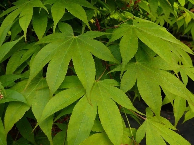 Japanse Esdoorn (Acer Palmatum 'Osakazuki') 2 Japanse Esdoorn (Acer Palmatum 'Osakazuki') - Afbeelding 2