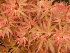 Japanse Esdoorn (Acer Palmatum 'Wilson's Pink Dwarf') -Tuinplanten Winkel acer p. wilsons pink dwarf 1