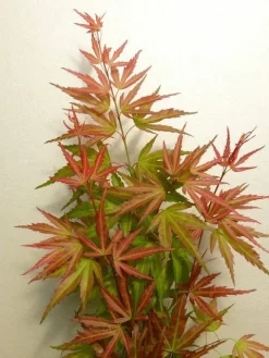 Japanse Esdoorn (Acer Palmatum 'Wilson's Pink Dwarf') -Tuinplanten Winkel acer p. wilsons pink dwarf 2