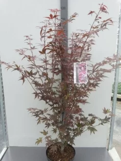 Japanse Esdoorn (Acer Palmatum 'Atropurpureum') -Tuinplanten Winkel acer palm. atropurpureum c10 1